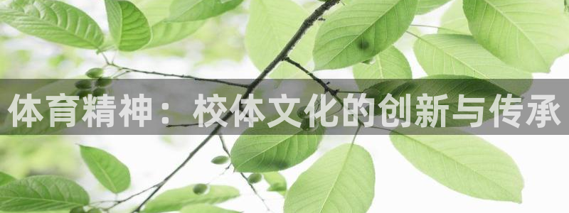 z66体育APP现在